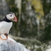 puffin_atlantic_msi_h_1230_can2536.jpg